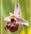 Ophrys holosericea subsp. gracilis